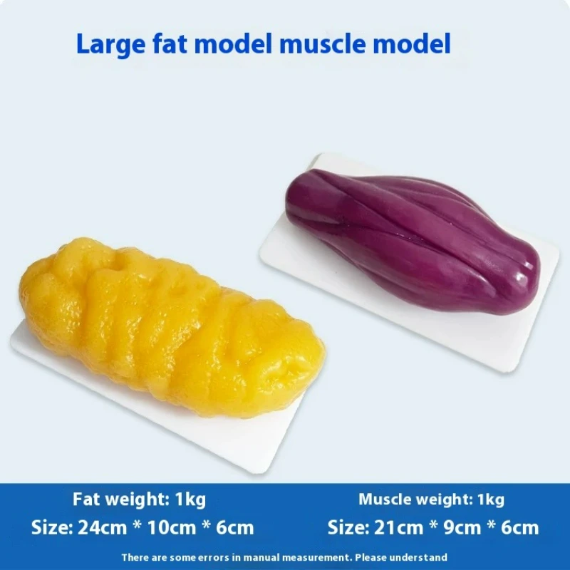 인간 근육 및 지방 모형 건강 및 체중 감량 영양 및  - Nutrition Of Fitness 리뷰 및 가격
